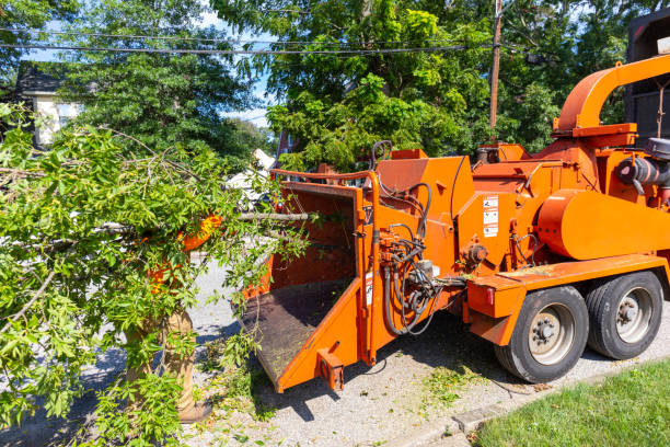 The Steps Involved in Our Tree Care Process in Mount Penn, PA